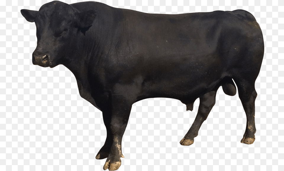 Bull Images Bull, Angus, Animal, Cattle, Livestock Free Transparent Png