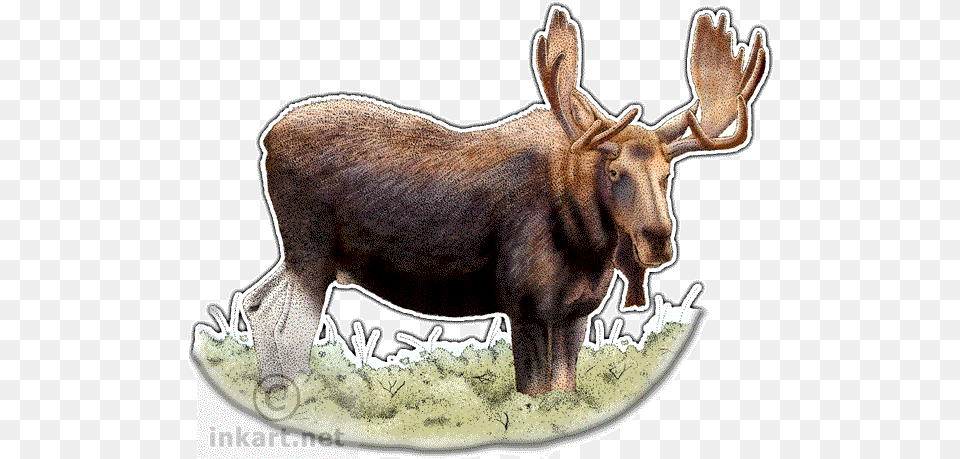 Bull Moose Or Elk Decal Alaska State Animal, Mammal, Wildlife, Accessories, Bag Free Png Download