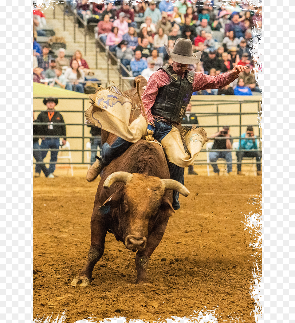 Bull Riding, Animal, Mammal, Adult, Person Png Image