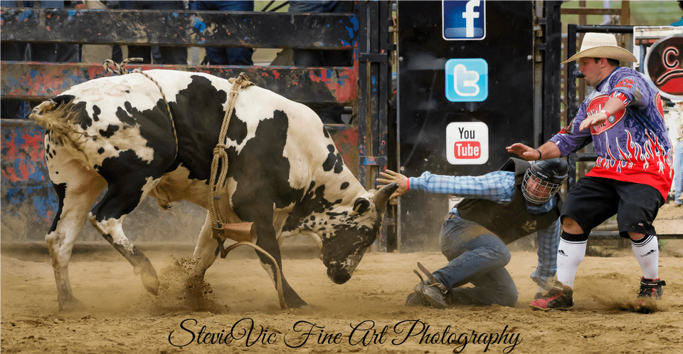 Bull Riding, Animal, Mammal, Adult, Male Png Image