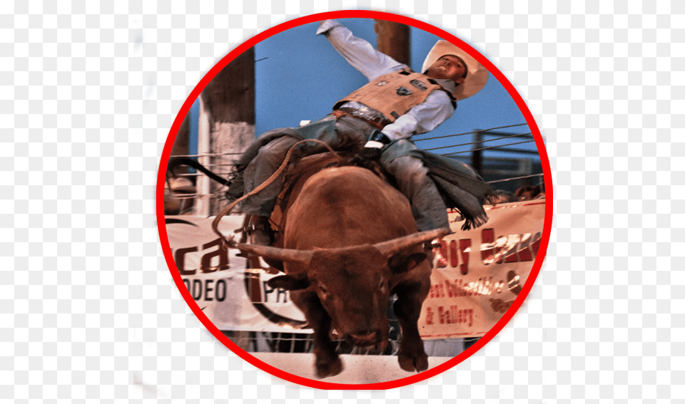 Bull Riding, Animal, Mammal, Adult, Person Free Png