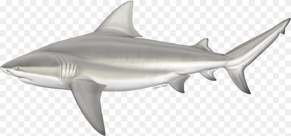 Bull Shark, Animal, Sea Life, Fish Png Image