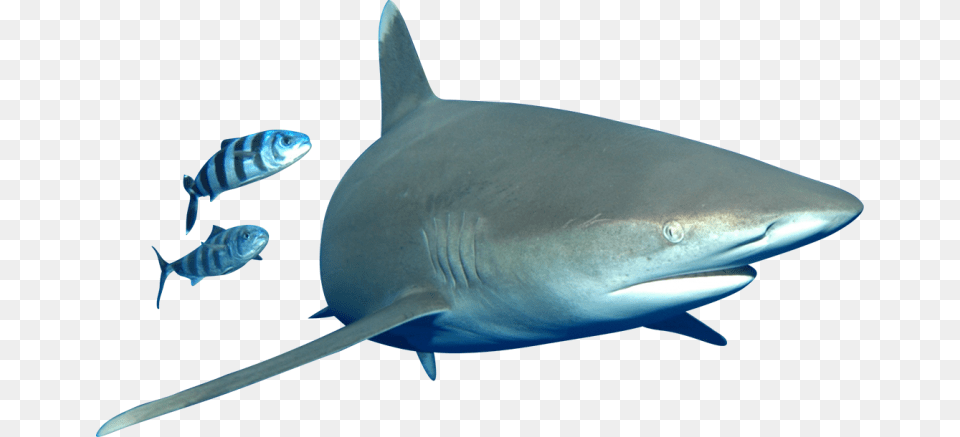 Bull Shark, Animal, Sea Life, Fish Png Image