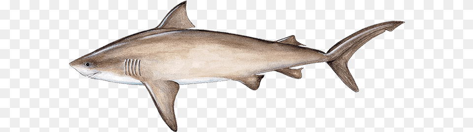 Bull Shark, Animal, Fish, Sea Life Free Transparent Png
