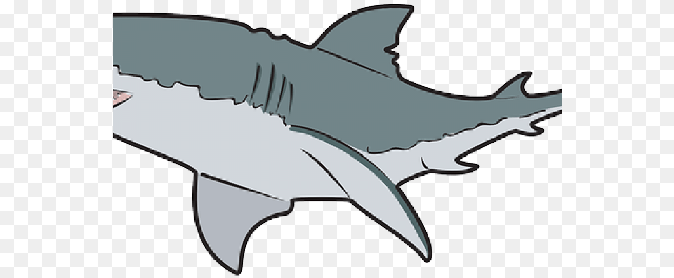 Bull Shark Clipart Outline Great White Shark Clipart, Animal, Fish, Sea Life, Great White Shark Free Png Download