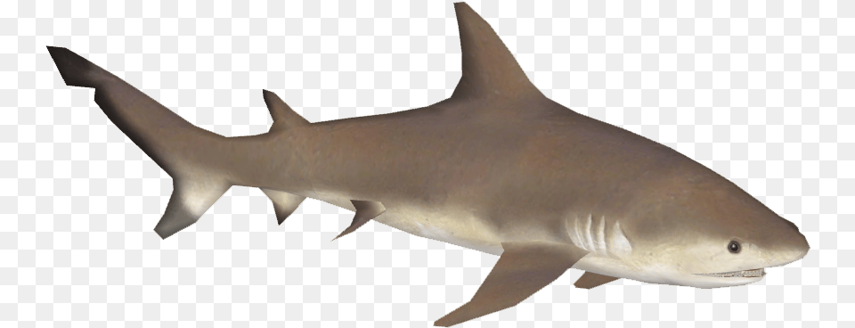 Bull Shark Download Great White Shark, Animal, Fish, Sea Life Png Image