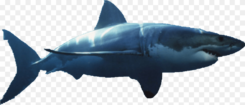 Bull Shark Great White Shark Transparent Background, Animal, Fish, Sea Life, Great White Shark Free Png Download