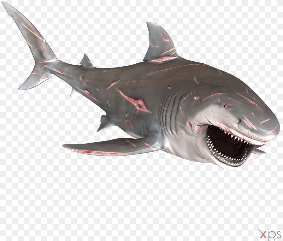 Bull Shark Picture Battle Scars On Sharks, Animal, Fish, Sea Life Png Image