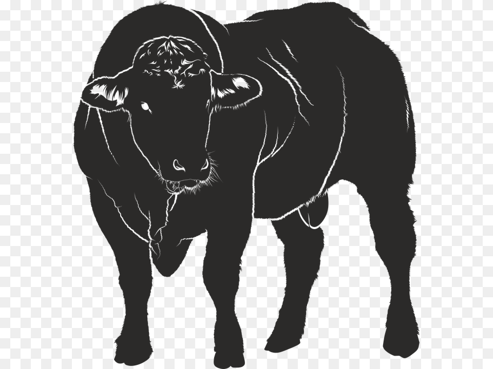 Bull Silhouette Black Isolated Form Animal Shadow Warnschild Bulle, Mammal, Person, Baby, Livestock Png Image