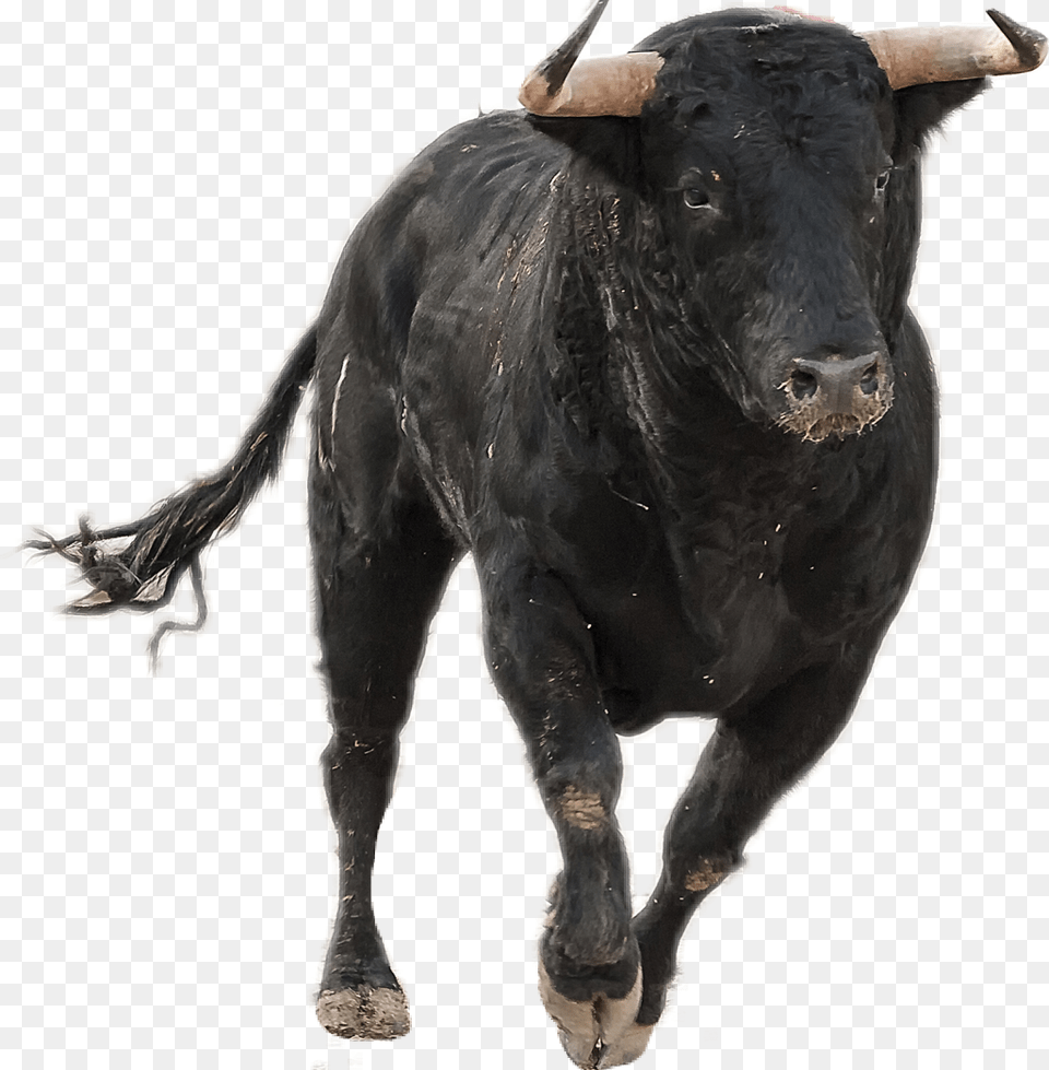 Bull Taurus Running Rodeo Sticker By Sky Bull Running, Animal, Mammal, Cattle, Cow Free Png Download