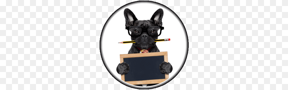 Bulldog, Animal, Canine, Mammal, Blackboard Free Png Download