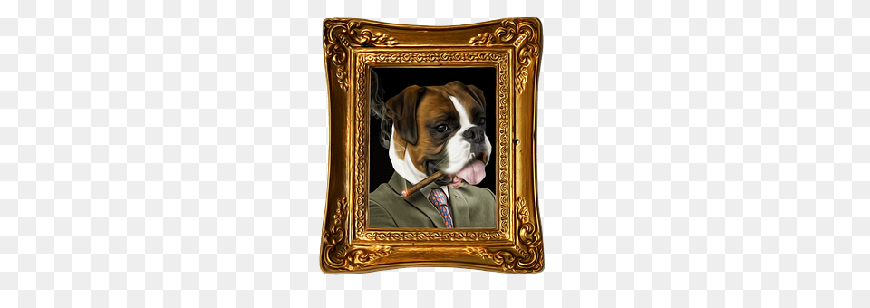 Bulldog Photography, Person, Portrait, Head Free Png