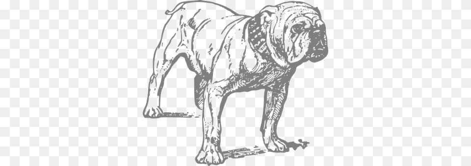 Bulldog Person, Animal, Canine, Mammal Png