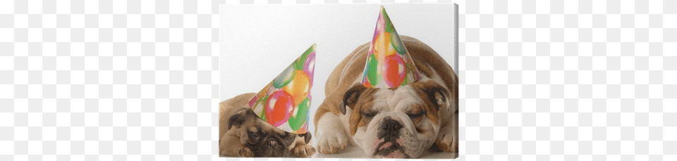 Bulldog And Pug Puppy Wearing Birthday Hat Canvas Print 239x339 Giant Birthday Card Dog Design Wenvelope, Clothing, Party Hat, Animal, Canine Free Png