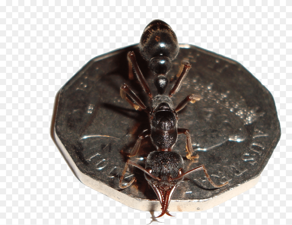Bulldog Ant, Animal, Insect, Invertebrate Free Transparent Png