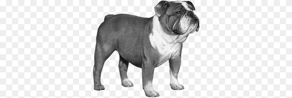 Bulldog Bampw Bulldog, Animal, Canine, Dog, Mammal Free Transparent Png