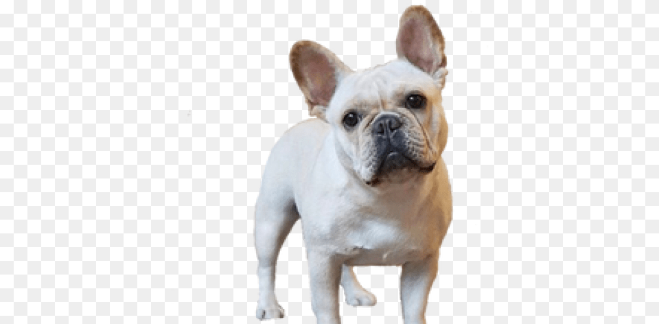 Bulldog Clipart Transparent Background French Bulldog, Animal, Canine, Dog, French Bulldog Free Png