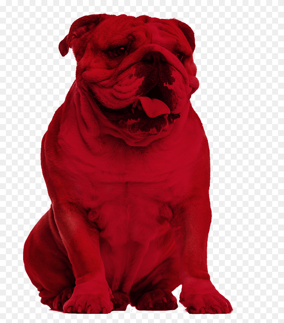 Bulldog Creative Services, Animal, Bear, Mammal, Wildlife Png