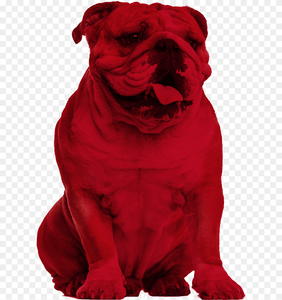 Bulldog Creative Services Bulldog Red, Animal, Canine, Dog, Mammal Free Png