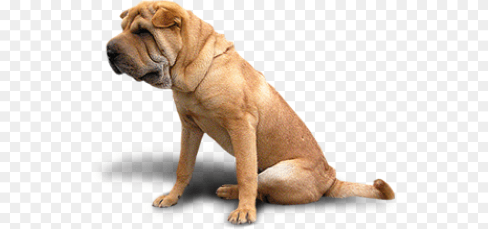 Bulldog Dogs In, Animal, Canine, Mammal, Pet Png Image