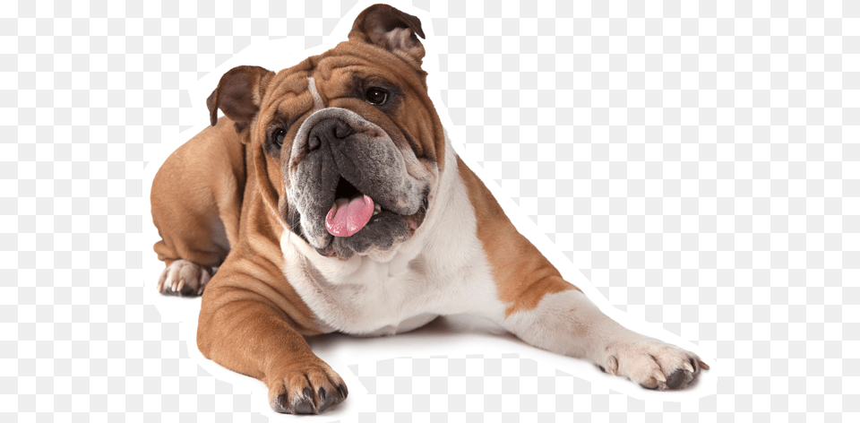 Bulldog English Bull Dog, Animal, Canine, Mammal, Pet Free Png Download