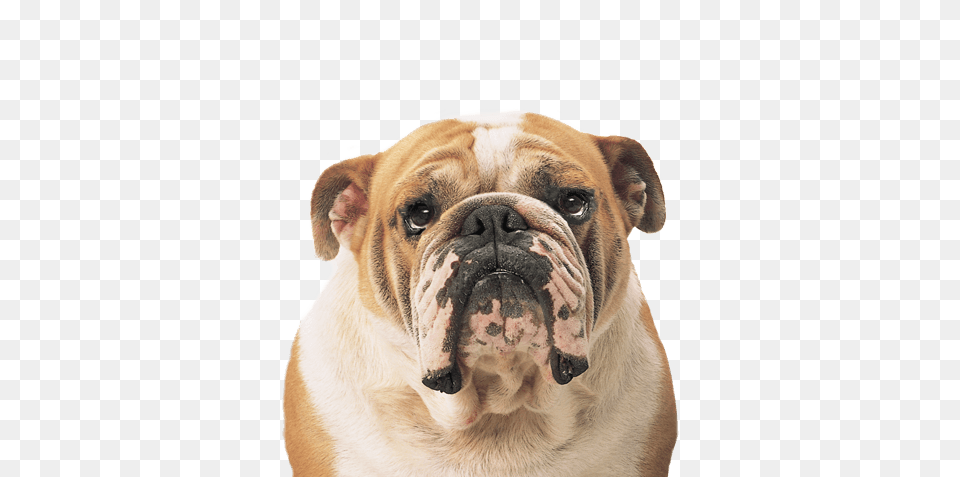 Bulldog Face, Animal, Canine, Dog, Mammal Png