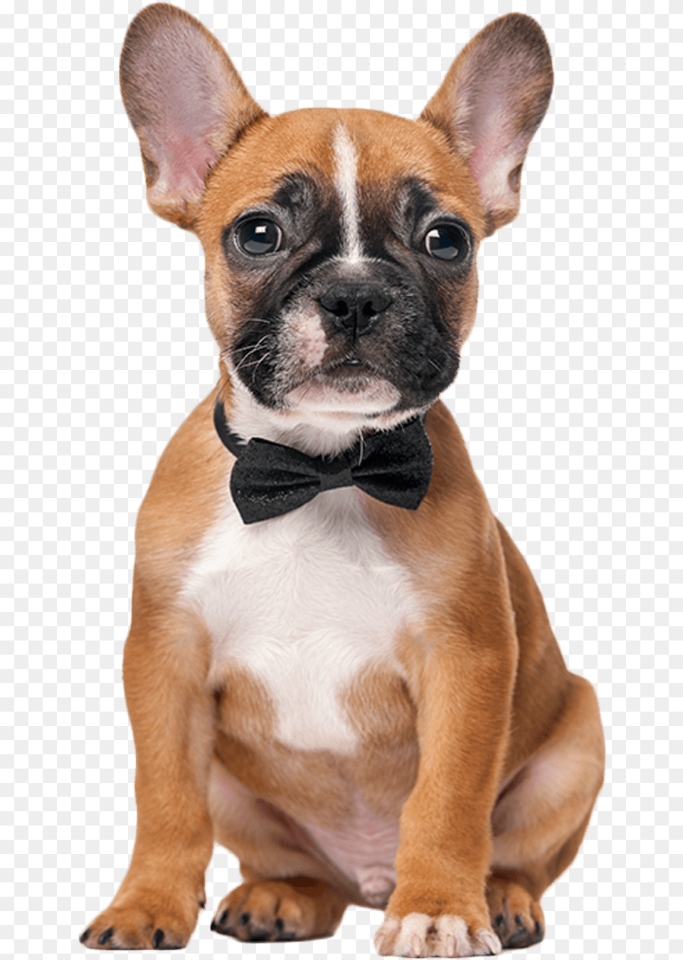 Bulldog Francs Com Gravata, Animal, Canine, Dog, Pet Free Png Download