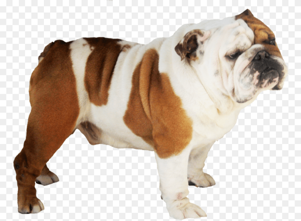 Bulldog Animal, Canine, Dog, Mammal Png Image