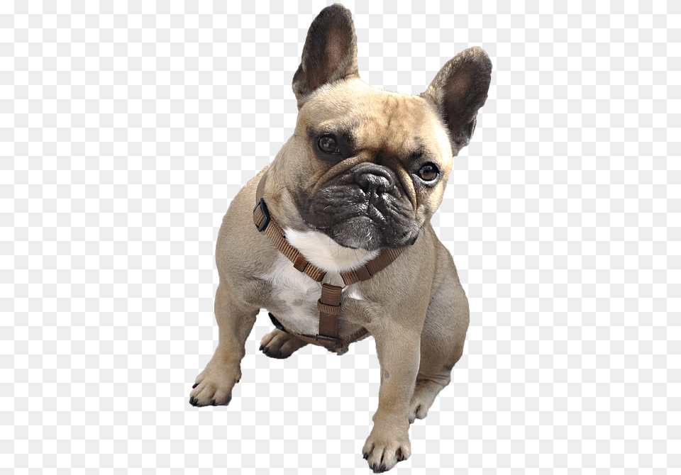 Bulldog French Bulldog With Background, Animal, Canine, Dog, French Bulldog Png Image