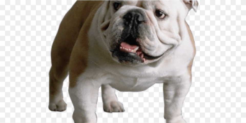 Bulldog Images Bulldog, Animal, Canine, Dog, Mammal Png