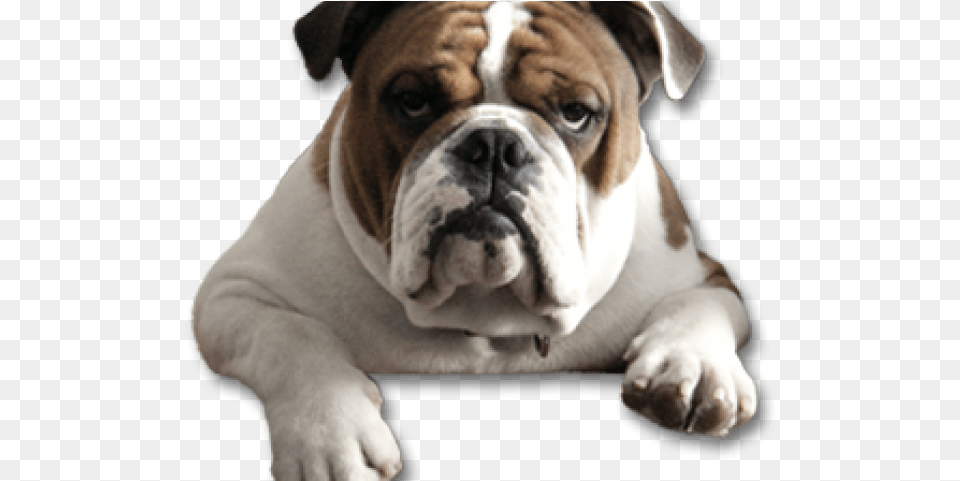 Bulldog Images Bulldog, Animal, Canine, Dog, Mammal Free Transparent Png
