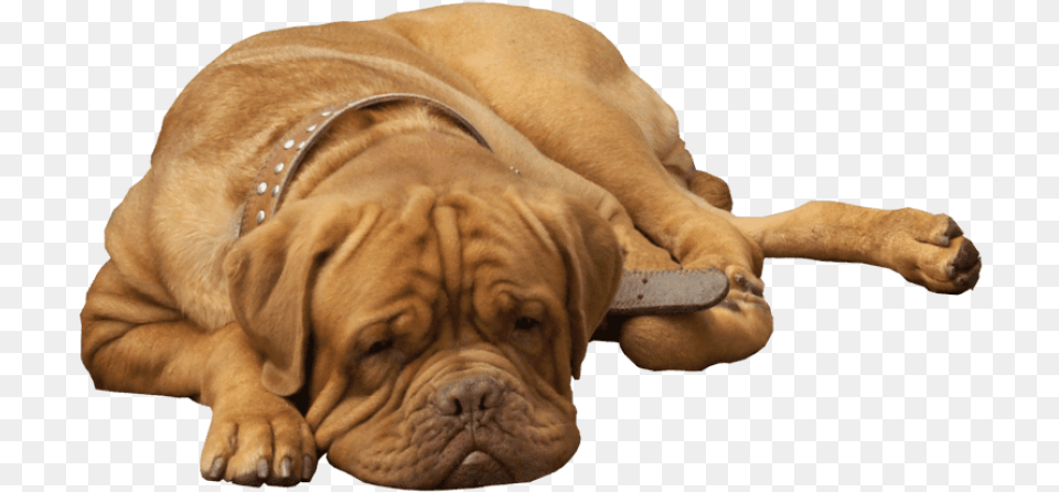 Bulldog Images Dog, Animal, Canine, Mammal, Pet Free Transparent Png