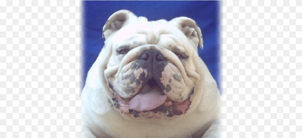 Bulldog Olde English Bulldogge, Animal, Canine, Dog, Mammal Png