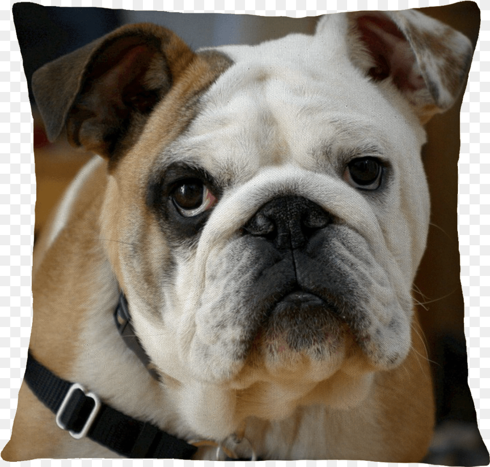 Bulldog Pillow Cover Cute Bulldog Puppy For The Love L For Your Thoughts, Animal, Canine, Dog, Mammal Free Png Download