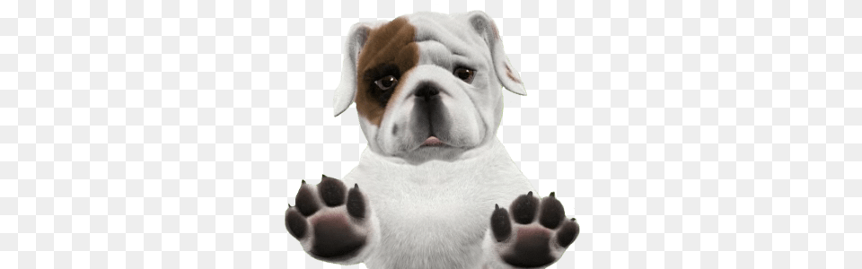 Bulldog Puppy, Animal, Canine, Dog, Mammal Free Png Download