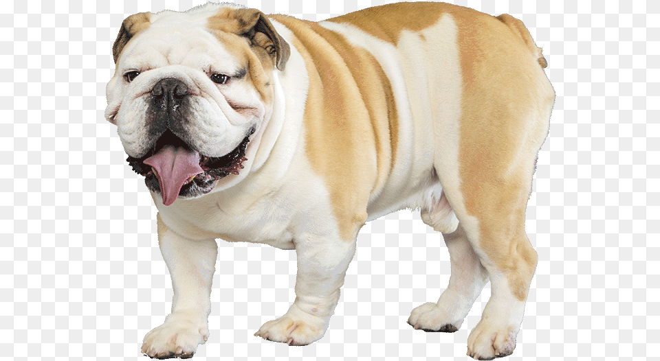 Bulldog English Bulldog Background, Animal, Canine, Dog, Mammal Free Transparent Png