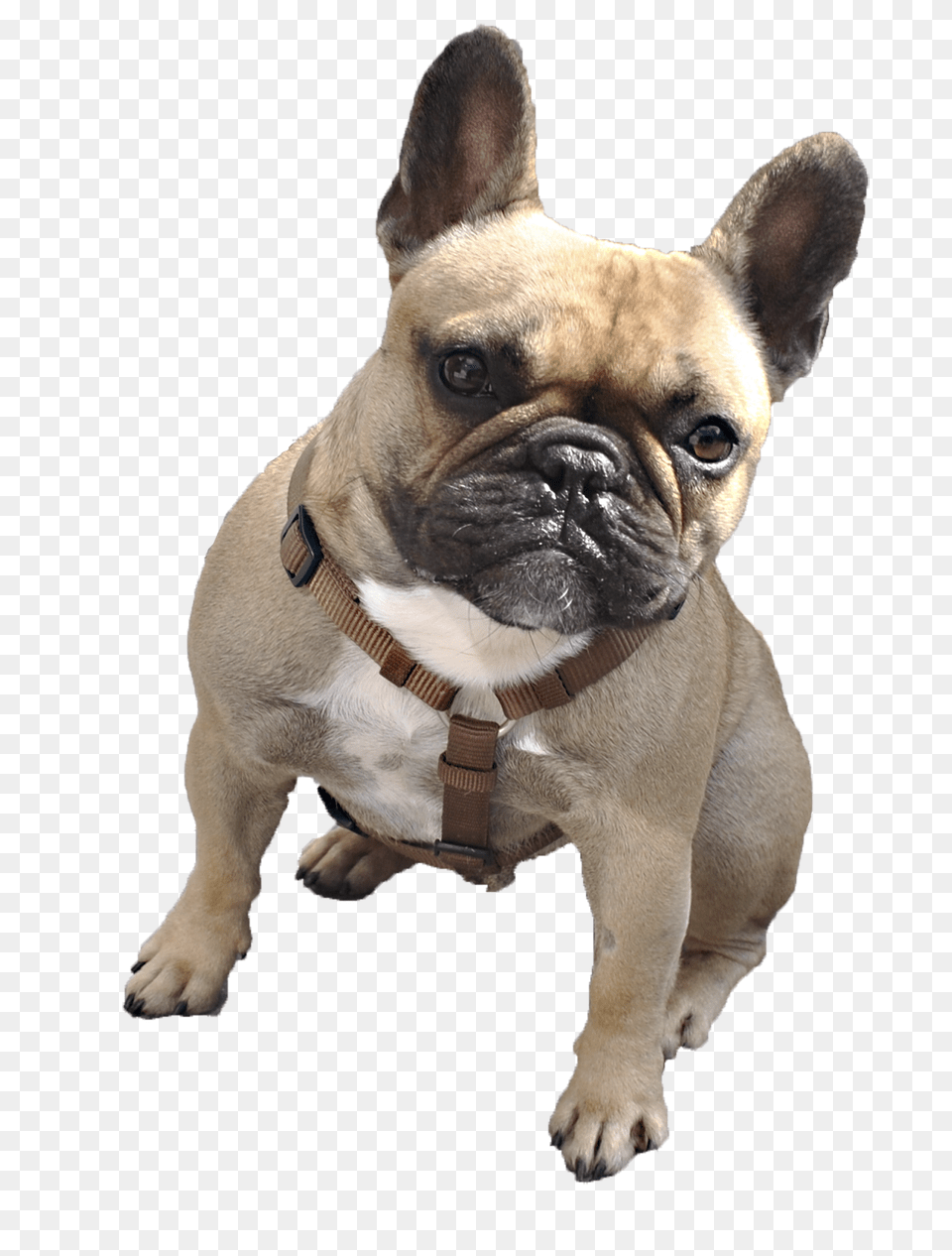 Bulldog Transparent French Bulldog, Animal, Canine, Dog, French Bulldog Png Image