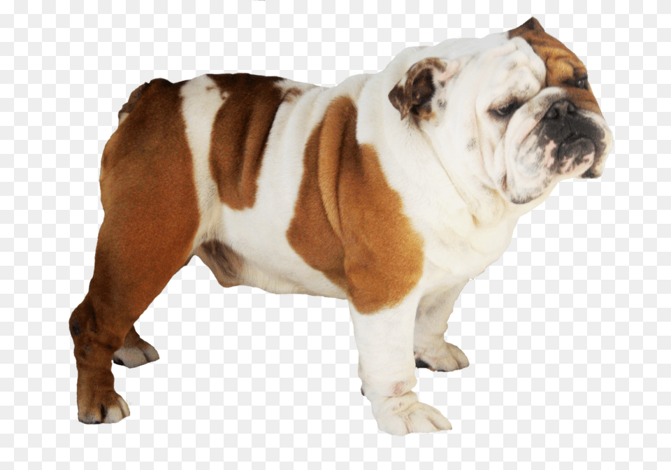 Bulldog Transparent Pit Bull Dog That Looks Like A Pug, Animal, Canine, Mammal, Pet Free Png Download