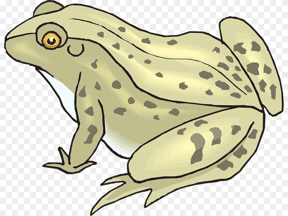 Bullfrog Clipart Toad Toad Clipart, Amphibian, Animal, Frog, Wildlife Free Png