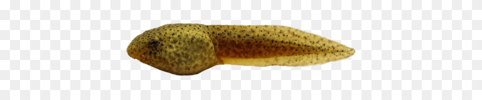 Bullfrog Tadpole, Amphibian, Animal, Wildlife, Fish Free Png Download