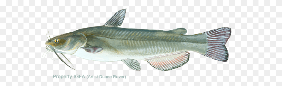 Bullhead Yellow King Mackerel, Animal, Fish, Sea Life, Cod Free Png