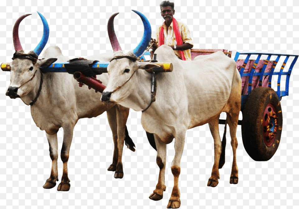 Bullock Cart Image, Animal, Bull, Cattle, Ox Free Png
