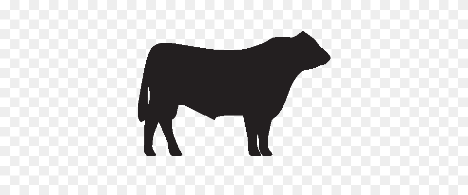 Bulls Clipart Outline, Animal, Bull, Mammal, Silhouette Png