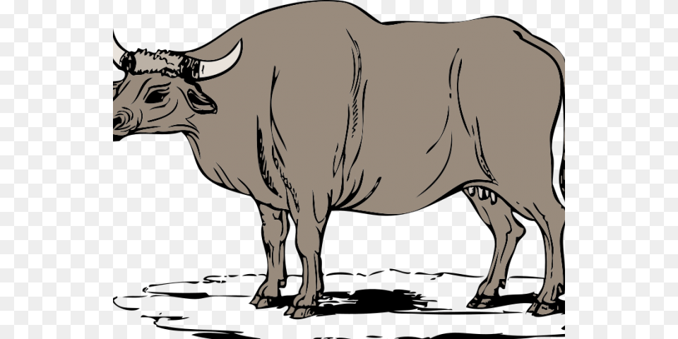 Bulls Clipart Philippine Carabao Ox Clipart, Animal, Bull, Mammal, Cattle Free Png