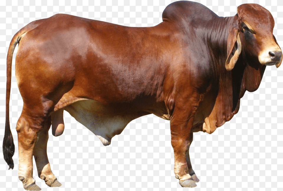 Bulls Hd Bull, Animal, Cattle, Livestock, Mammal Free Png