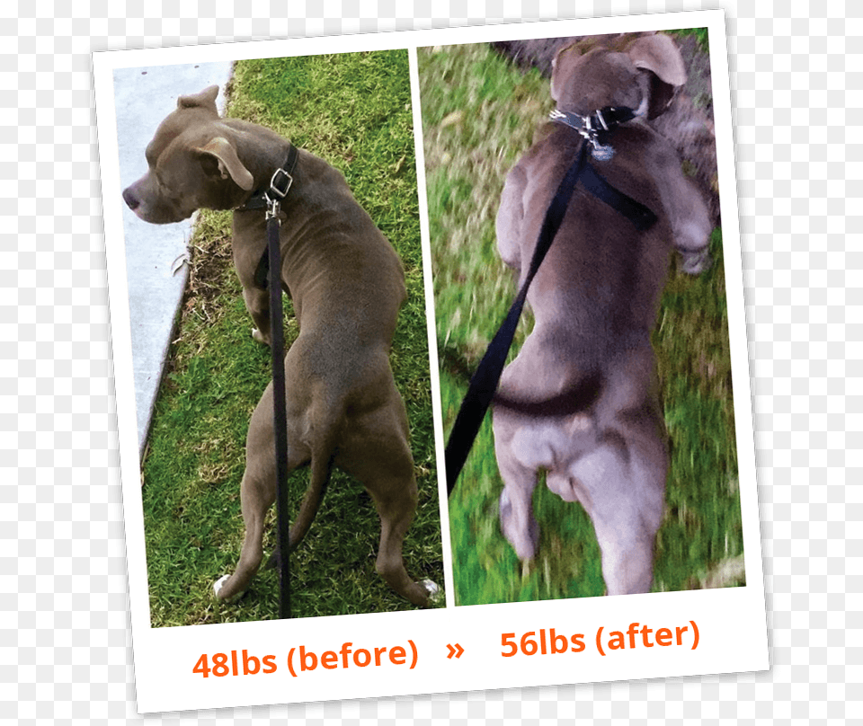 Bullymax Before After Bully Max Reviews Before And After, Accessories, Strap, Canine, Dog Free Png