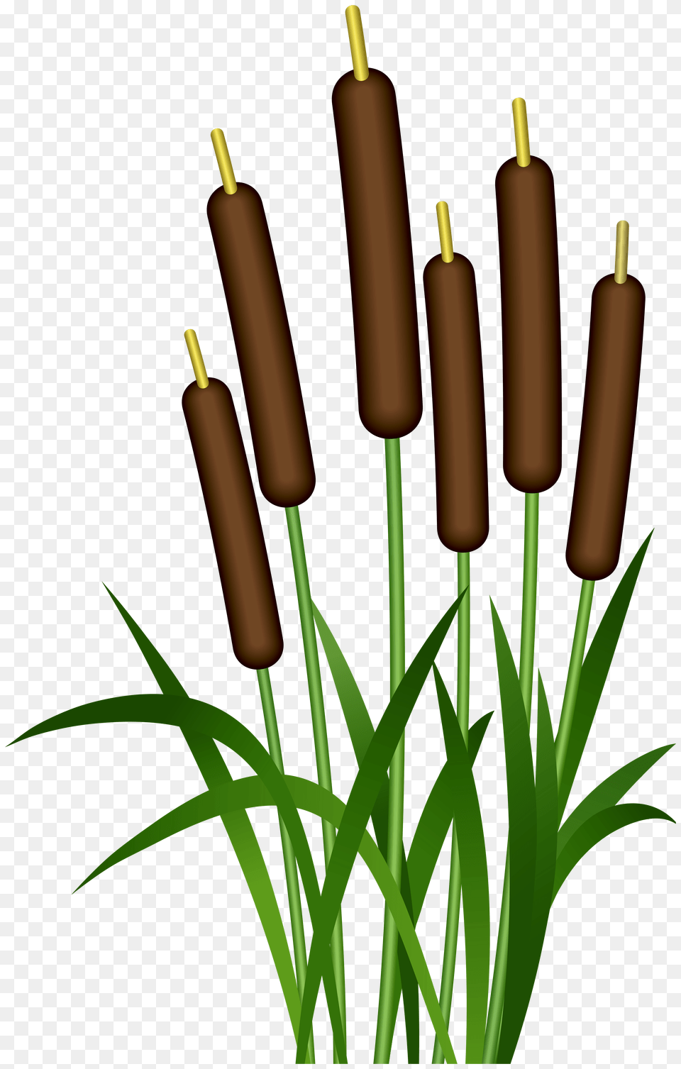 Bulrush Clip Art, Grass, Green, Plant, Reed Free Png