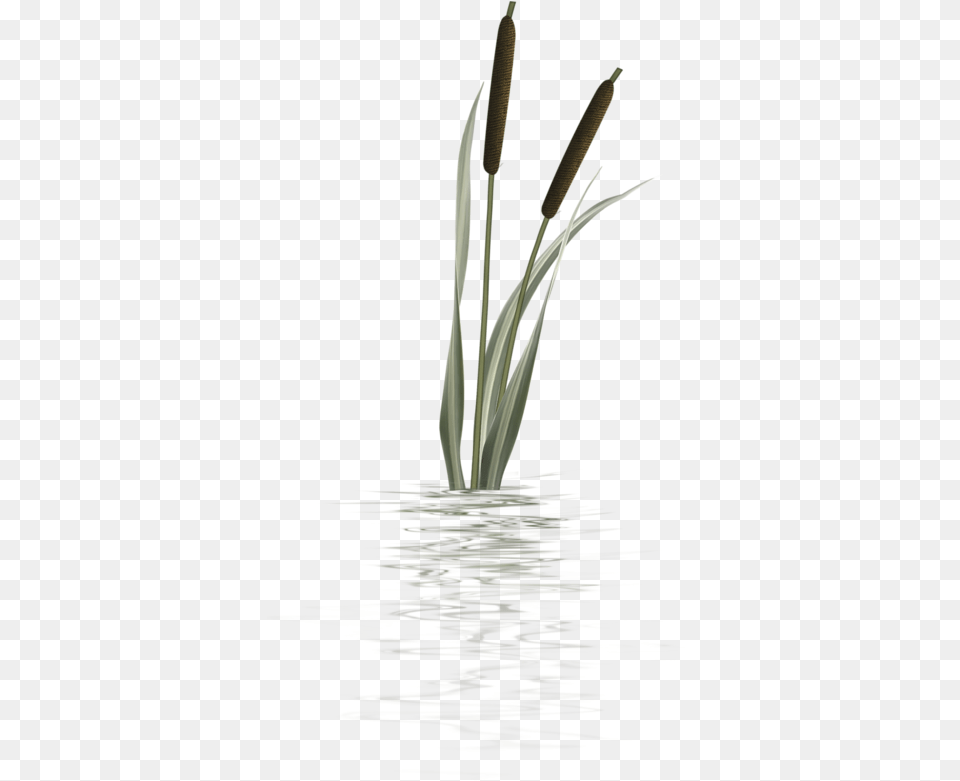 Bulrush Plants Plant Stem Flower Transparent Cat Tail Plant, Reed, Water, Nature, Outdoors Png