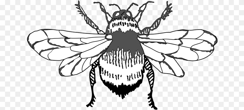 Bumble Bee Graphic Art Icon Design Illustration Vector House Fly, Animal, Insect, Invertebrate, Wasp Free Transparent Png