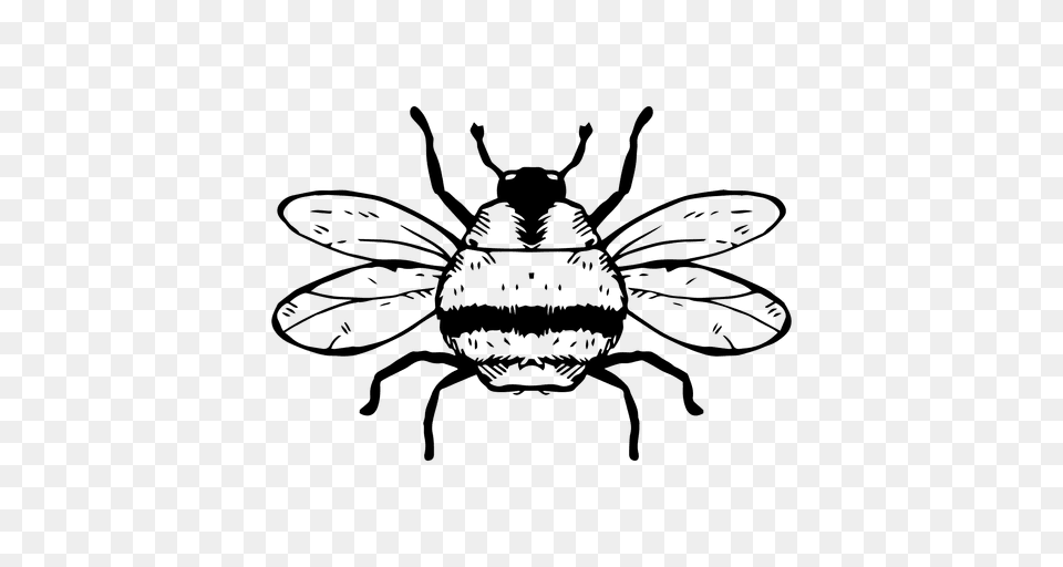 Bumble Bee Stroke, Animal, Insect, Invertebrate, Wasp Free Png Download